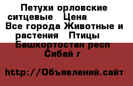 Петухи орловские ситцевые › Цена ­ 1 000 - Все города Животные и растения » Птицы   . Башкортостан респ.,Сибай г.